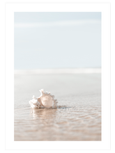 Deniz Kabuğu - Art Print